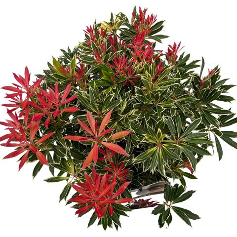 Pieris 'Flaming Silver'