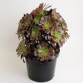 Aeonium arboreum 'Velours'