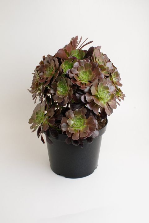 Aeonium arboreum 'Velours'