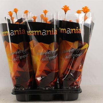 Calathea crocata 'Tassmania'