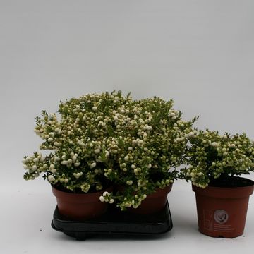 Gaultheria mucronata
