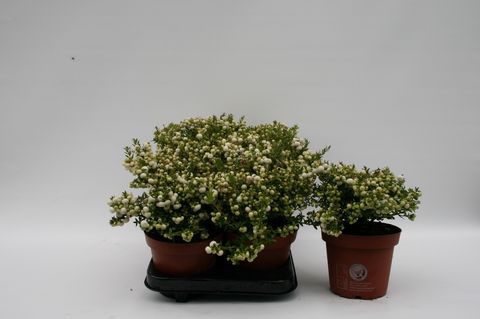 Gaultheria mucronata