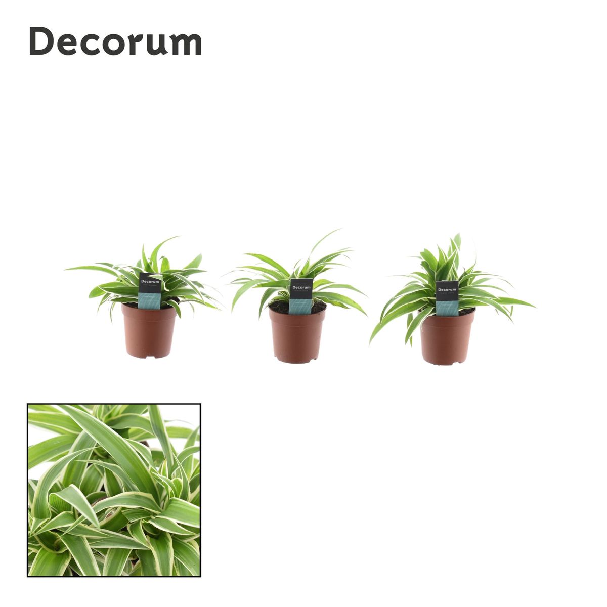 Chlorophytum comosum 'Ocean' — Plant Wholesale FlorAccess