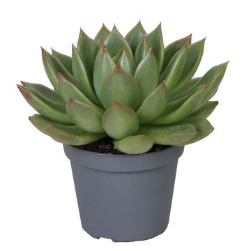 Echeveria agavoides 'Christmas'