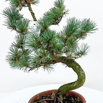 Pinus parviflora pentaphylla