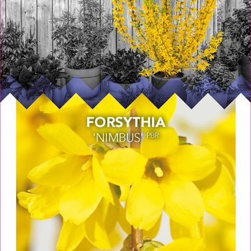 Forsythia x intermedia 'Nimbus'