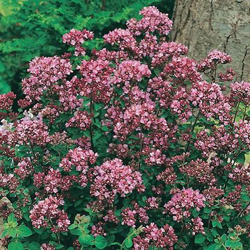 Origanum 'Rosenkuppel'