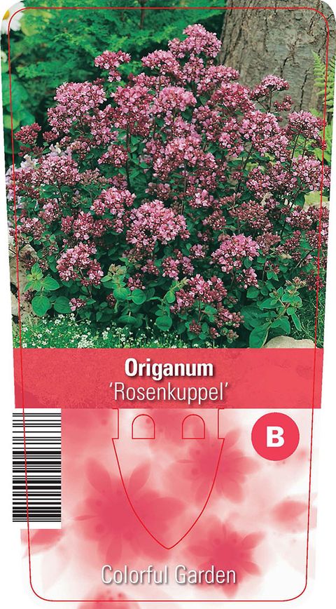 Origanum 'Rosenkuppel'