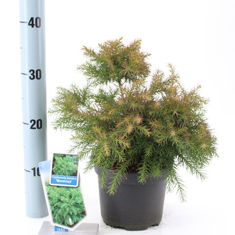 Cryptomeria japonica 'Monstrosa Nana'