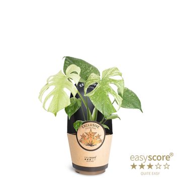 Monstera deliciosa 'Mint'