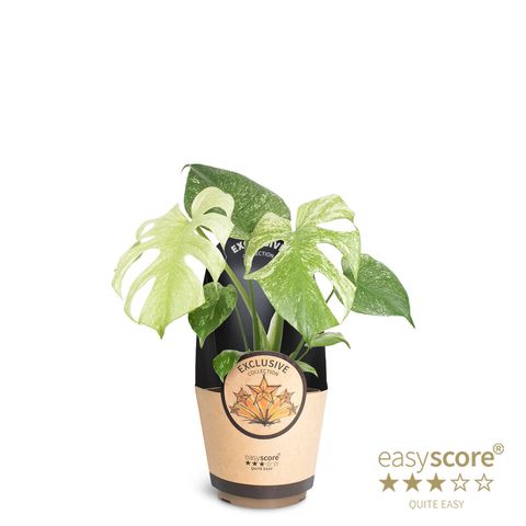 Monstera deliciosa 'Mint'