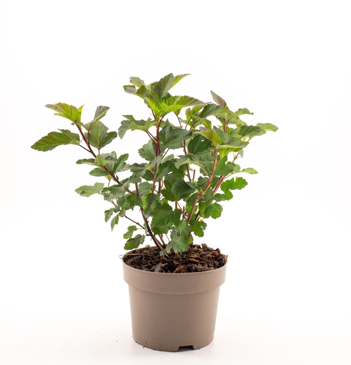 Physocarpus opulifolius 'Diabolo' — Plant Wholesale FlorAccess