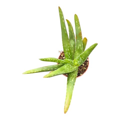 Aloe vera GREY