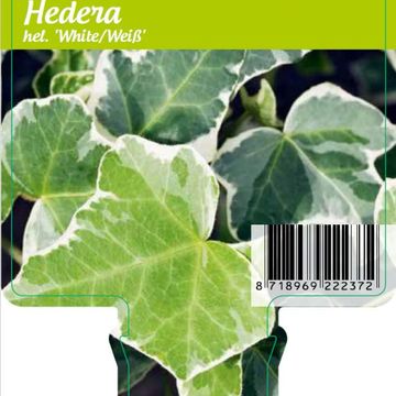Hedera helix 'White Ripple'