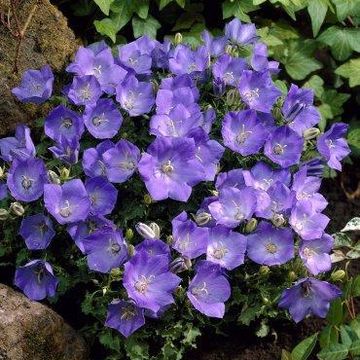 Campanula carpatica