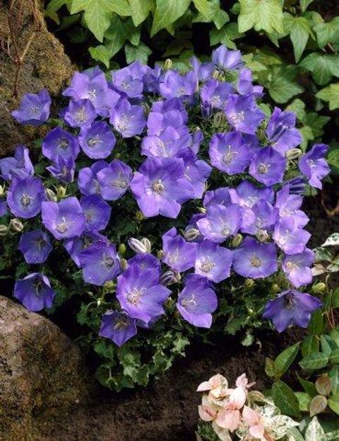 Campanula carpatica