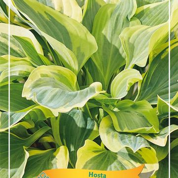 Hosta 'Silk Road'