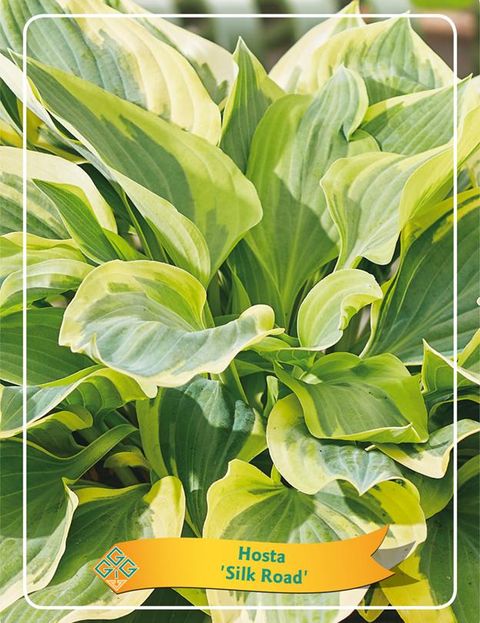 Hosta 'Silk Road'