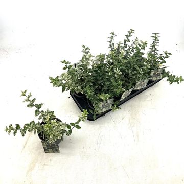 Euonymus fortunei 'Harlequin'