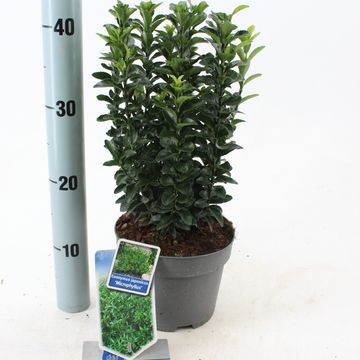 Euonymus japonicus 'Микрофиллус'