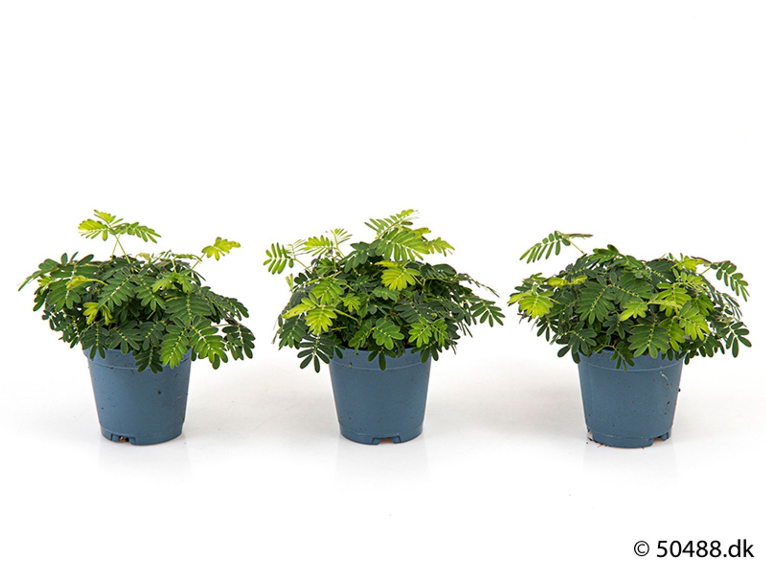 Mimosa pudica — Plant Wholesale FlorAccess