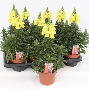 Antirrhinum DRAGON YELLOW