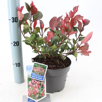 Photinia x fraseri 'Little Red Robin'