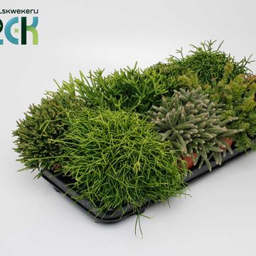 Rhipsalis MIX