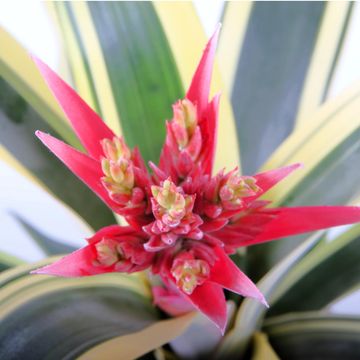 Aechmea 'Felice'