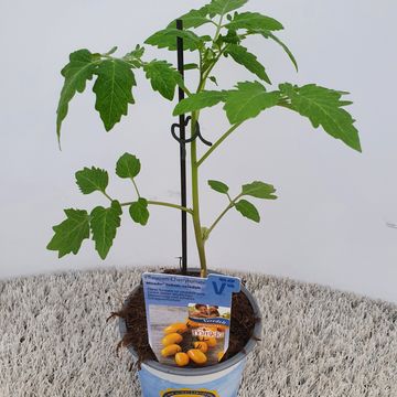 Solanum lycopersicum 'Mirado Yellow'