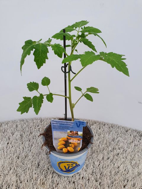 Solanum lycopersicum 'Mirado Yellow'