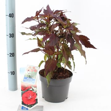 Hibiscus moscheutos CAROUSEL GEANT RED