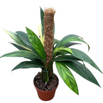 Epipremnum amplissimum 'Aurea Variegata'