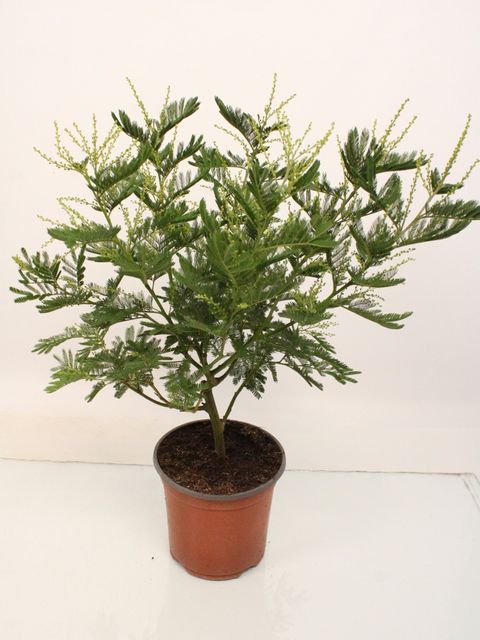 Acacia dealbata