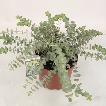 Eucalyptus pulverulenta 'Blue Fountain'