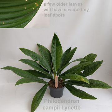 Filodendro campii 'Lynette'