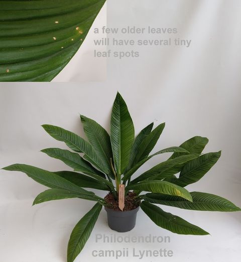 Philodendron campii 'Lynette'