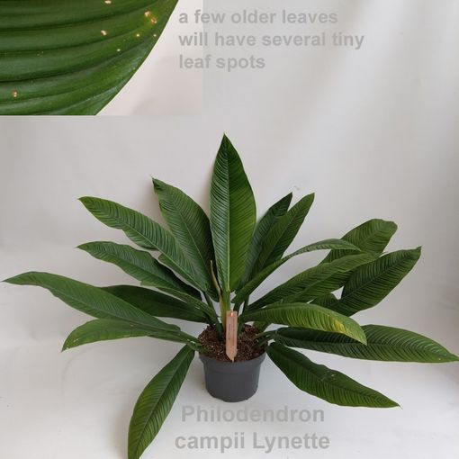 Filodendron campii 'Lynette'