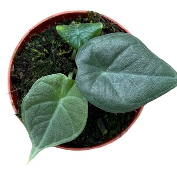Alocasia 'Maharani'