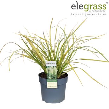 Cortaderia selloana GOLDEN FANTASY