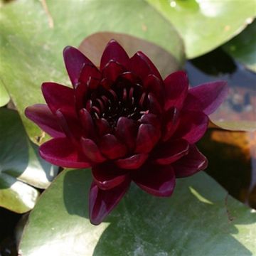 Nymphaea 'Black Princess'