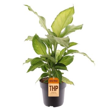 Dieffenbachia 'Ivory Green'