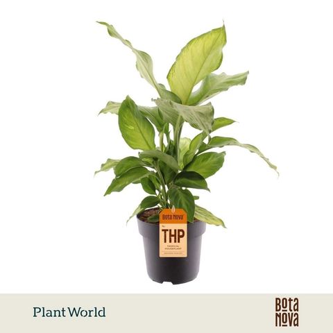 Dieffenbachia 'Ivory Green'