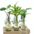 Plantas de interior MIX