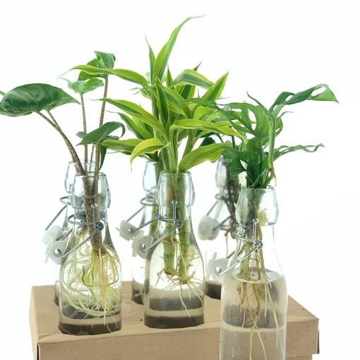 Plantas o interior MIX