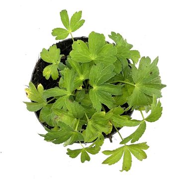 Astrantia 'Buckland'