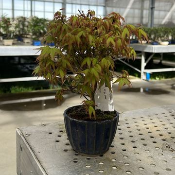 Acer palmatum 'Kiyohime'