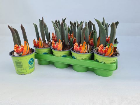 Tulipa 'Prinses Irene'