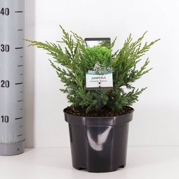 Juniperus chinensis 'Blaauw'