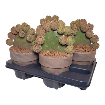 Opuntia tomentosa